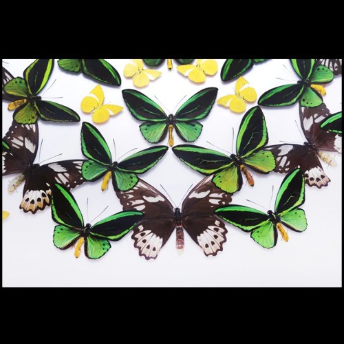 Wall decoration PC- Green Butterflies