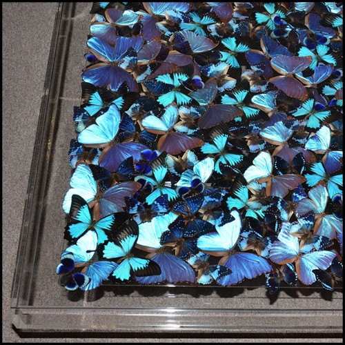 Coffee table with around 330 Butterflies under plexiglass top frame and with clear glass top PC-Blue Butterflies