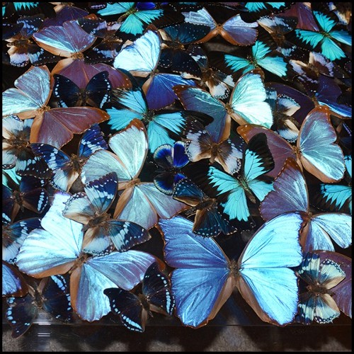 Coffee table with around 330 Butterflies under plexiglass top frame and with clear glass top PC-Blue Butterflies