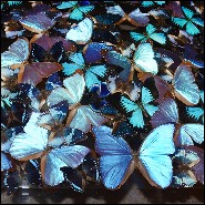 Coffee table with around 330 Butterflies under plexiglass top frame and with clear glass top PC-Blue Butterflies