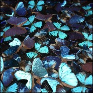 Coffee table with around 330 Butterflies under plexiglass top frame and with clear glass top PC-Blue Butterflies