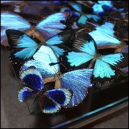 Coffee table with around 330 Butterflies under plexiglass top frame and with clear glass top PC-Blue Butterflies