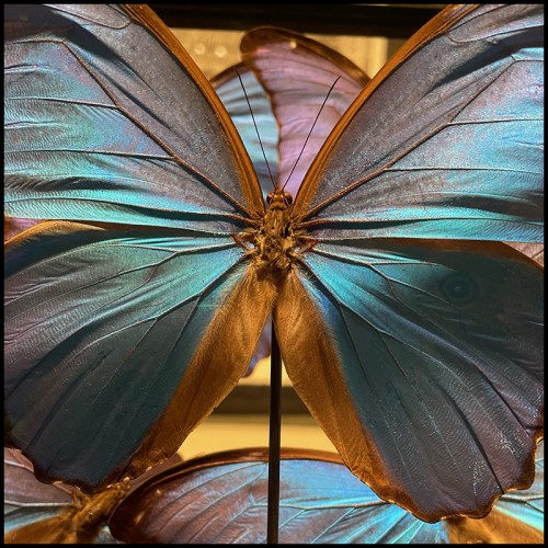 Colonne Envolée de Papillons - Morpho Didius PC