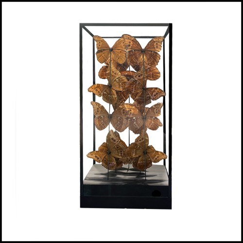 Butterflies Frame - Morpho Didius PC