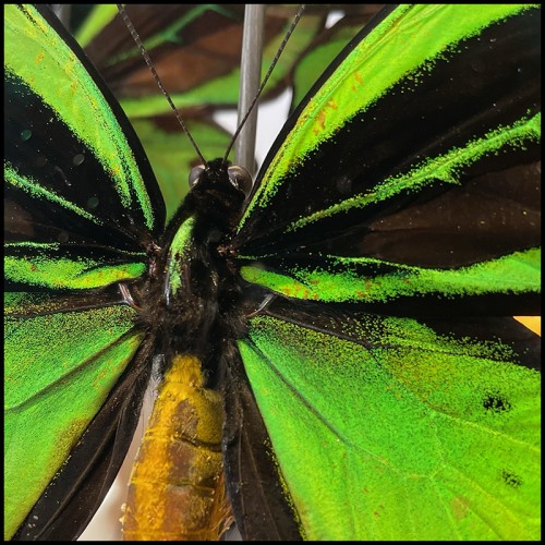 Colonne Envolée de Papillons - Ornithoptera Priamus PC