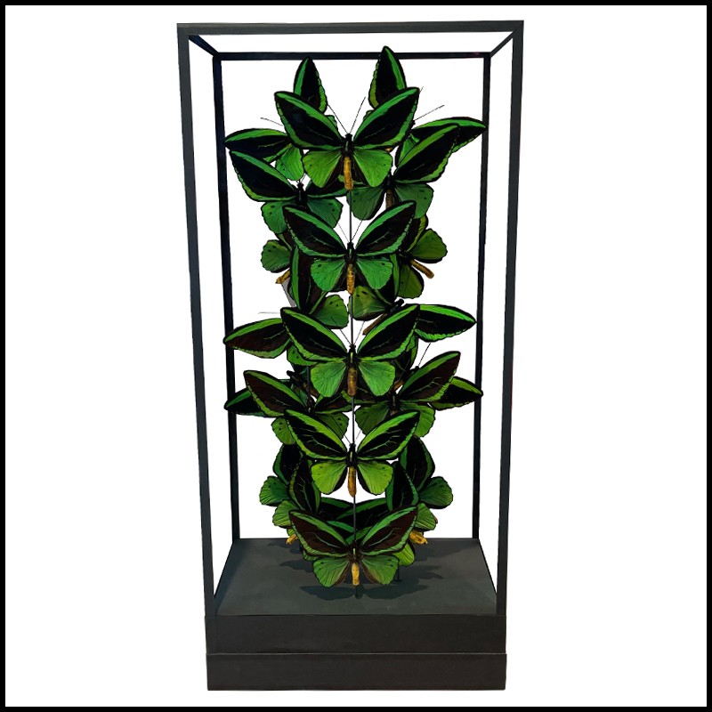 Butterflies Frame - Ornithoptera Priamus PC