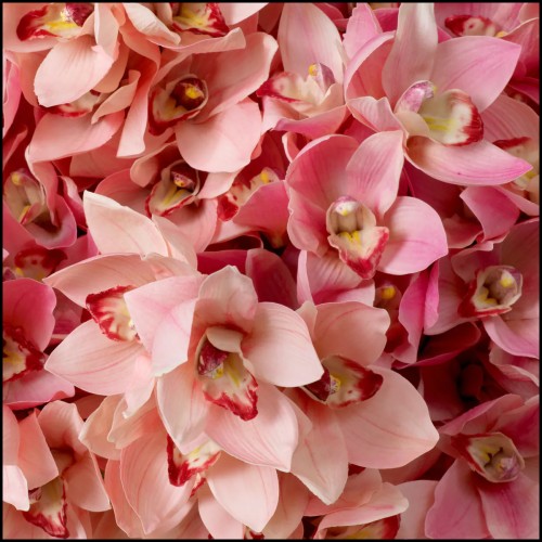 Bouquet 24 - Cymbidium Orchids real touch 36 pcs