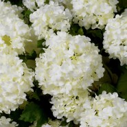 Bouquet 24 - Hydrangeas