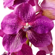 Bouquet 24 - Orchids